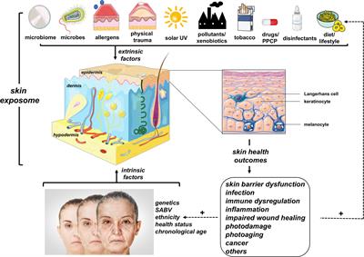 Hypochlorous Acid: From Innate Immune Factor and Environmental Toxicant to Chemopreventive Agent Targeting Solar UV-Induced Skin Cancer